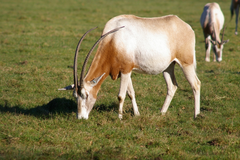 L’Oryx Algazelle