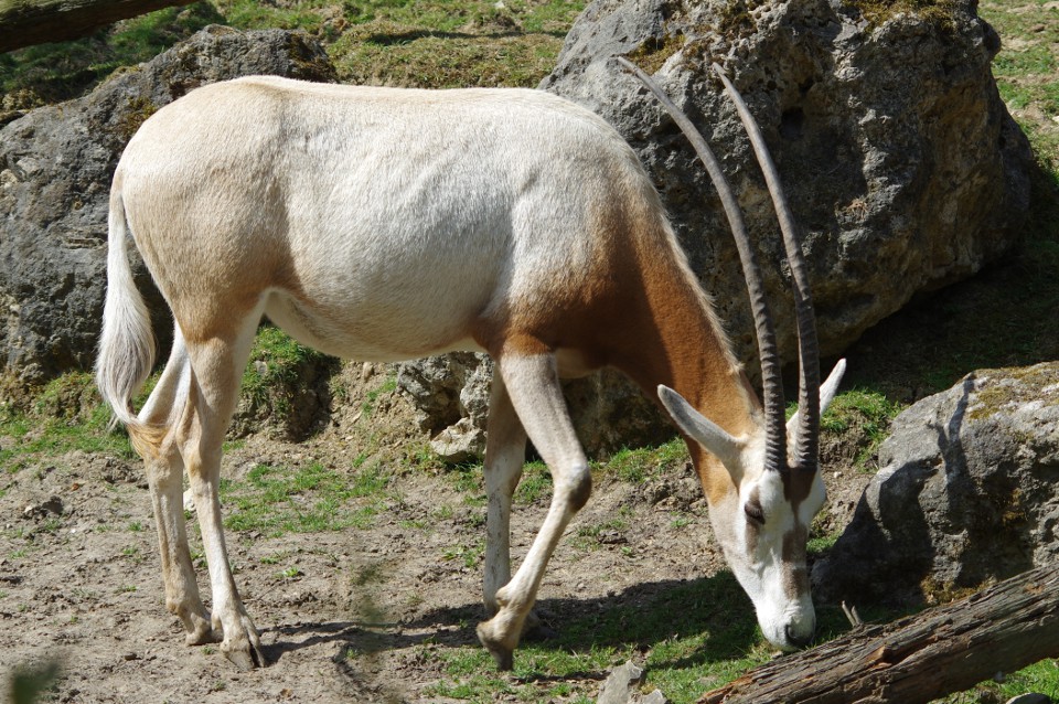 L’Oryx Algazelle