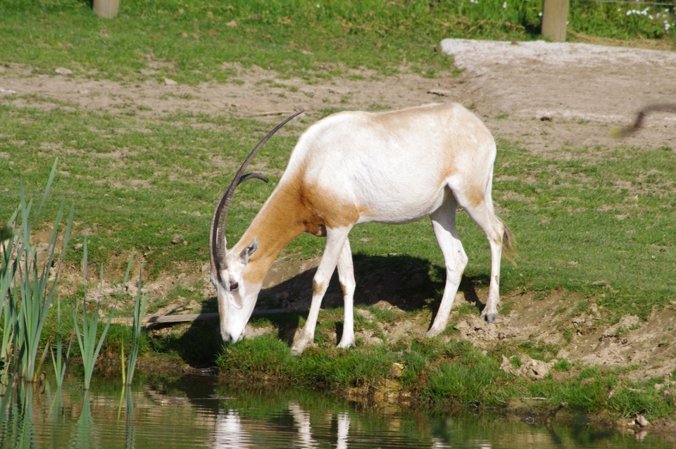 L’Oryx Algazelle