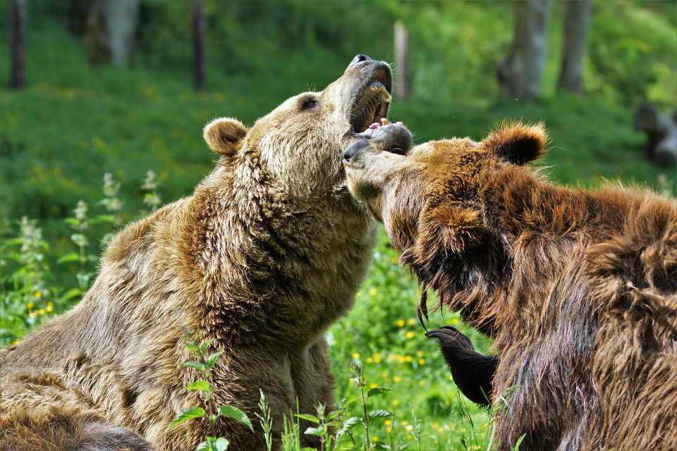 L’ours brun