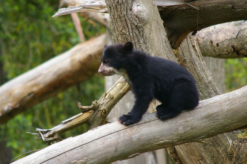 L’ours à lunettes