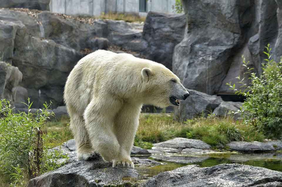 L’ours polaire