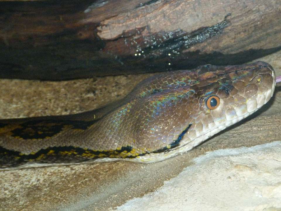 Le python réticulé
