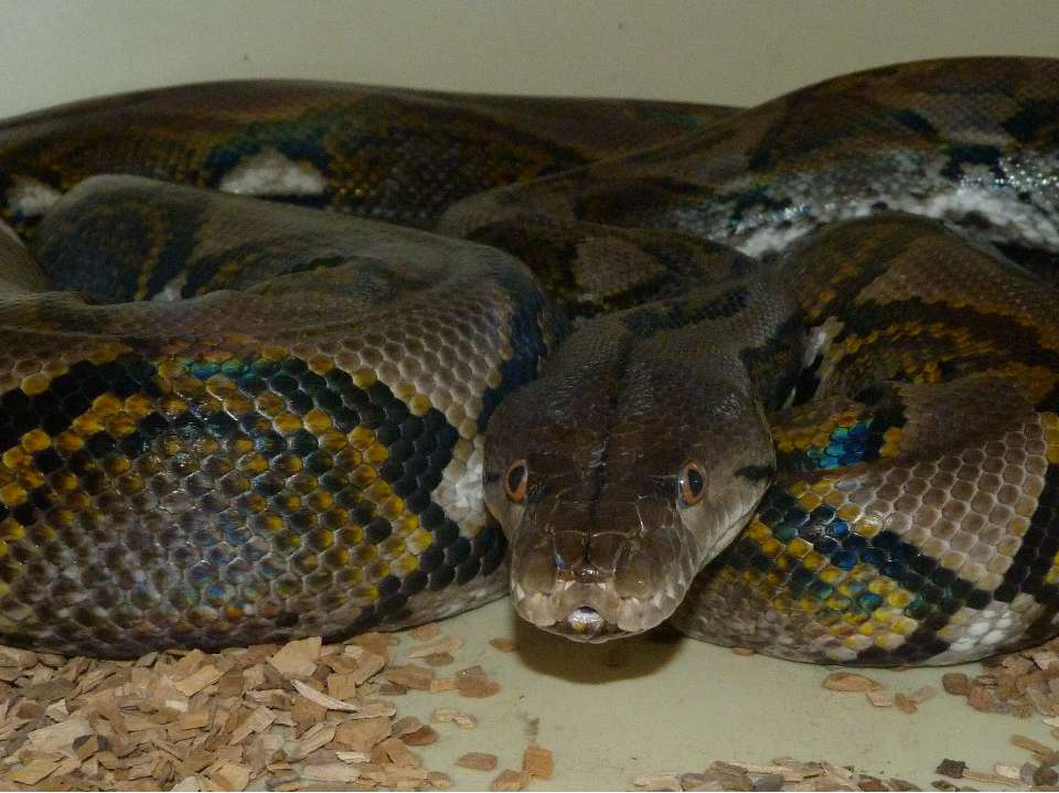 Le python réticulé