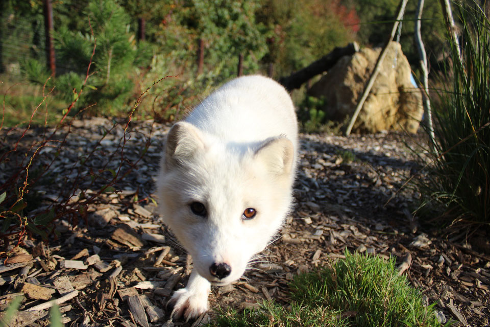 Le renard polaire