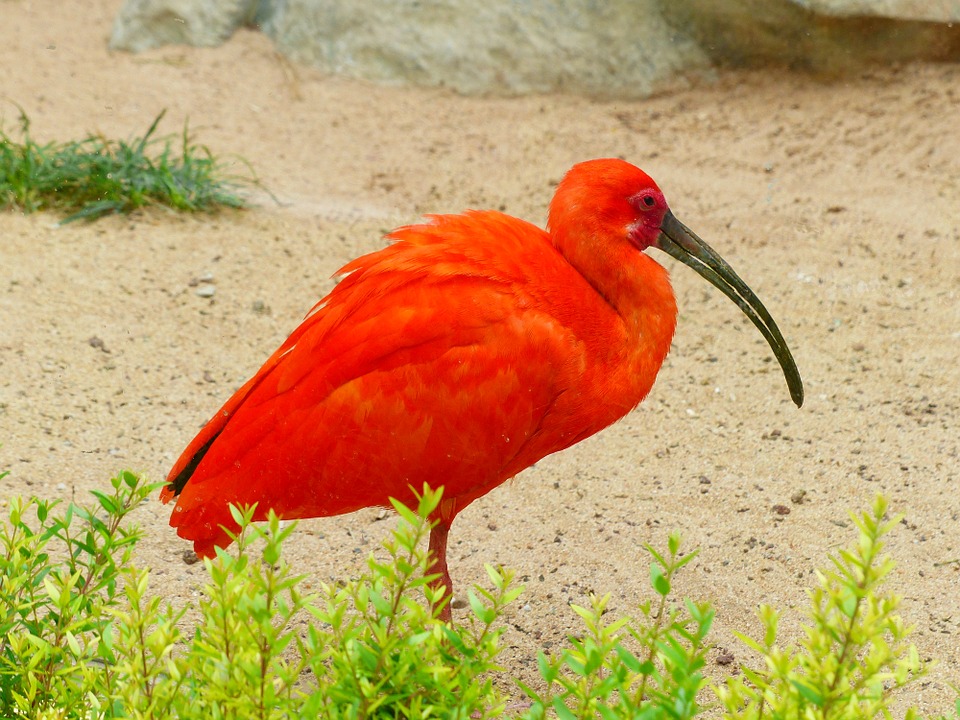 L’ibis rouge