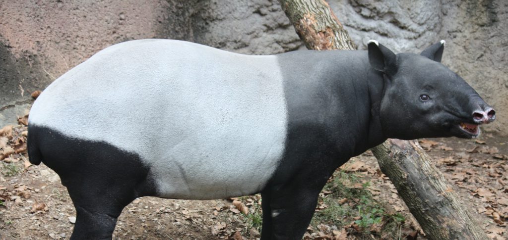 Le tapir malais