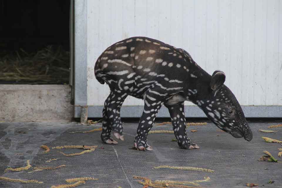 Le tapir malais