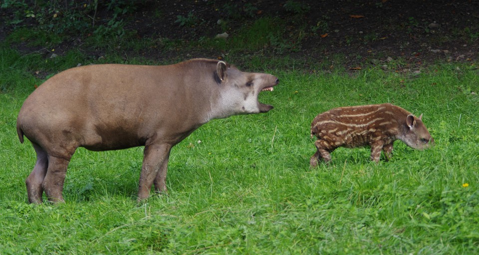 Le tapir terrestre