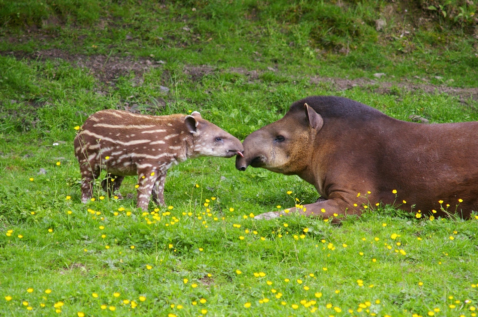 Le tapir terrestre