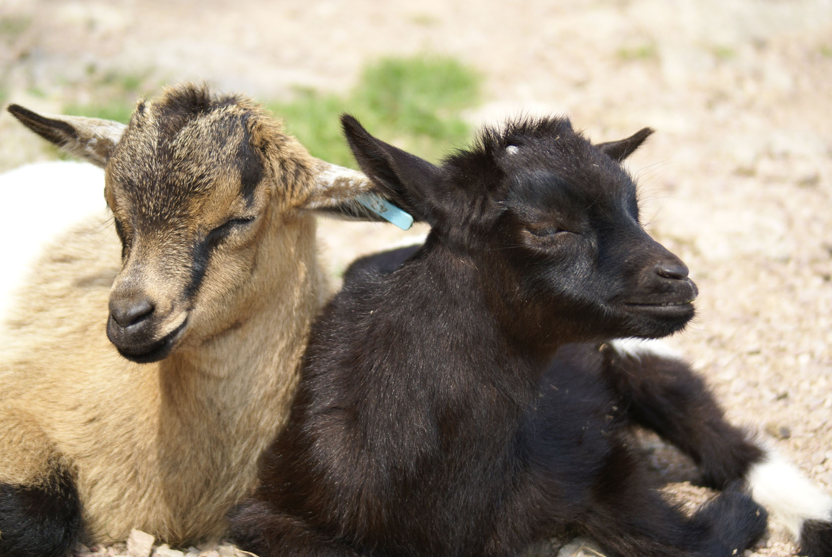 Les animaux de la mini-ferme