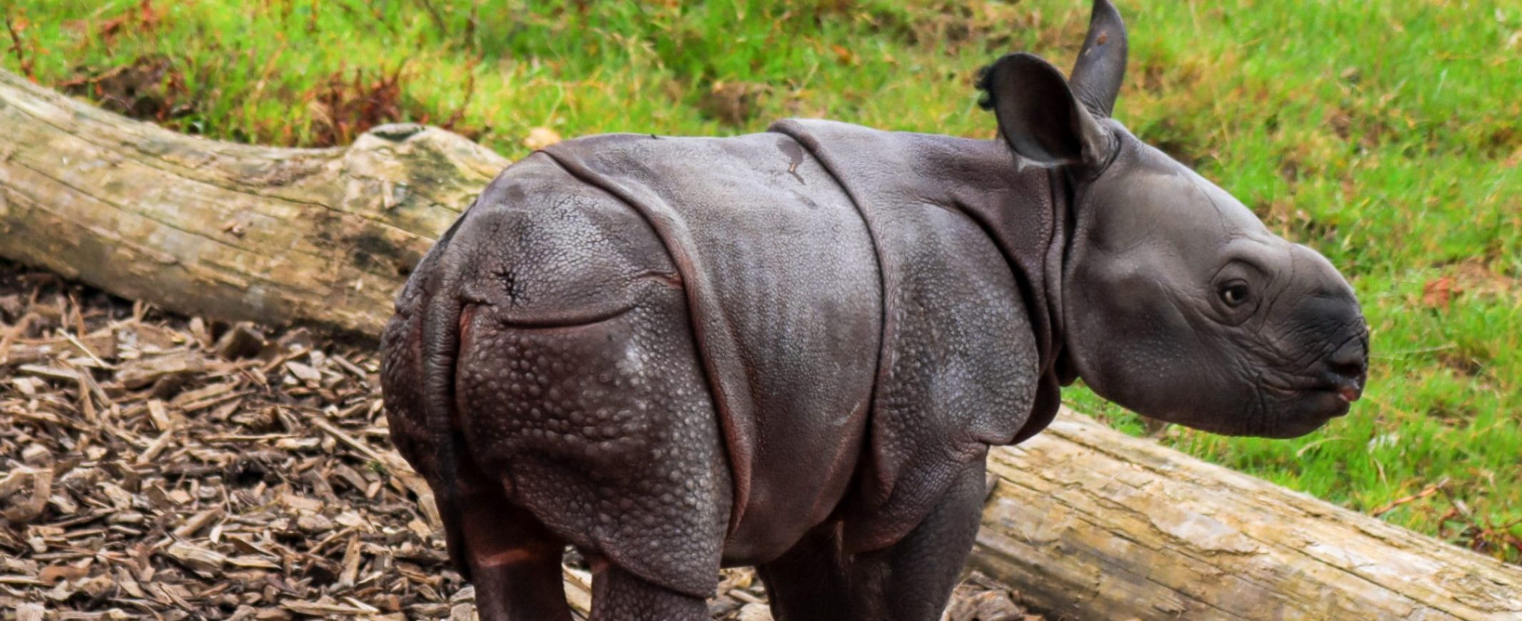 Naissance d’un Bébé Rhinocéros Indien  !!!