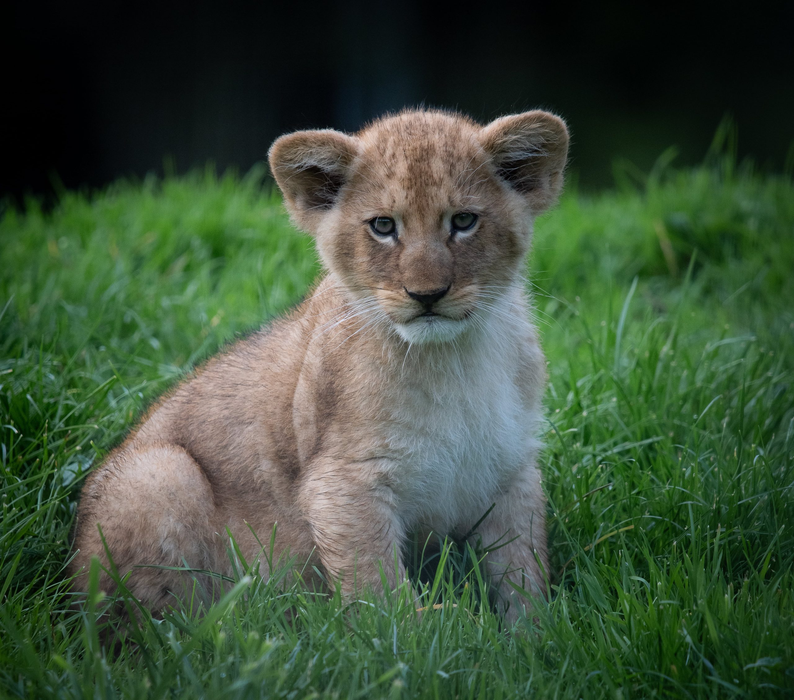 cerza safari normandie