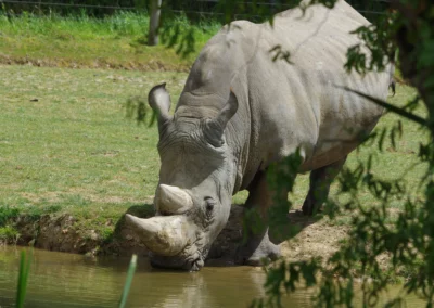 Rhinocéros Blanc