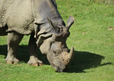 Rhinocéros indien
