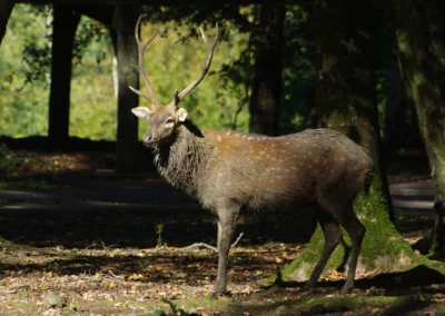 Cerf Axis