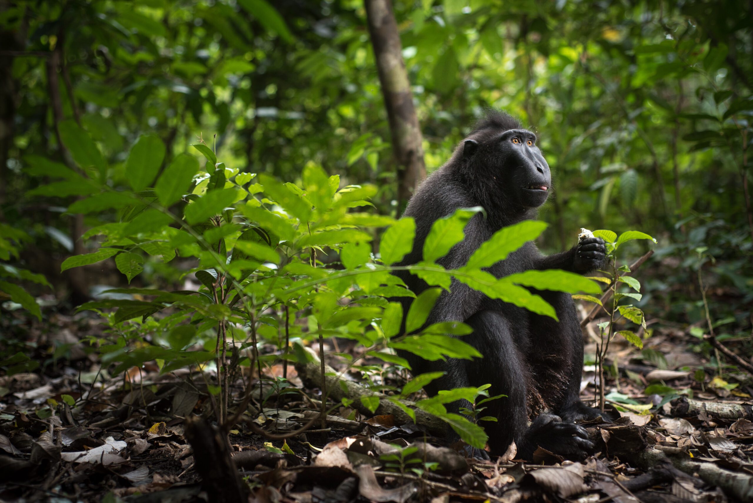 Macaque noir à crête