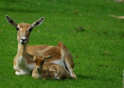 Antilope Cervicapre