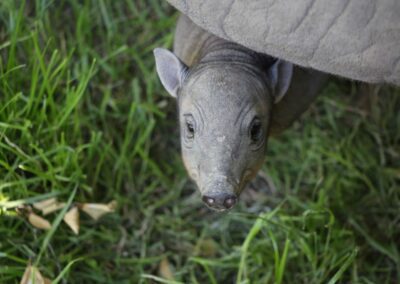 Babiroussa
