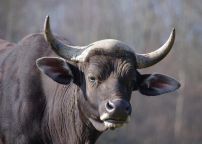 Banteng
