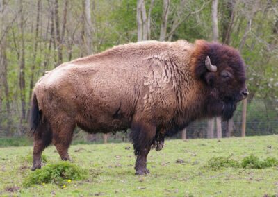Bison