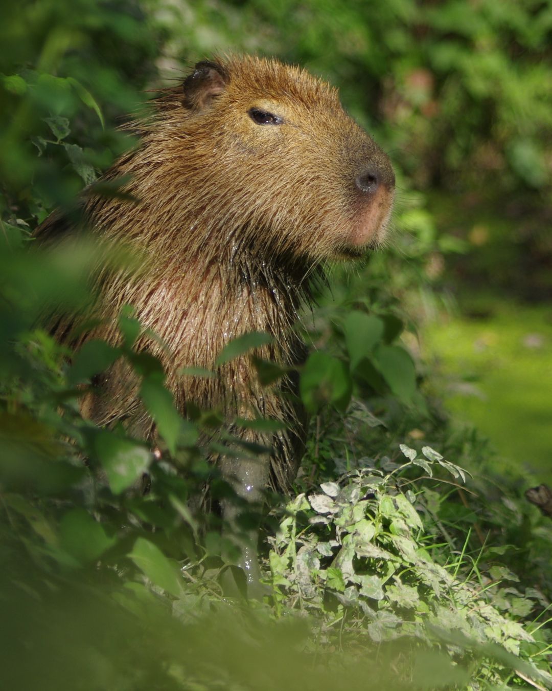 CAPYBARA, le plus grand rongeur au monde ZOO DE CERZA ©M.THIERRY