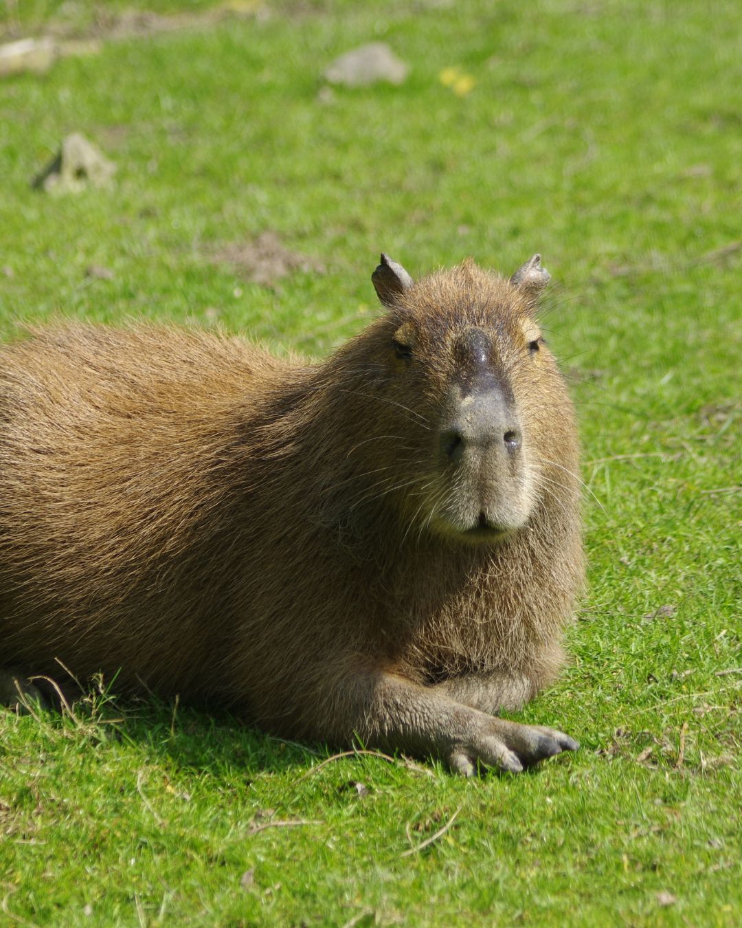 CAPYBARA, le plus grand rongeur au monde ZOO DE CERZA ©M.THIERRY