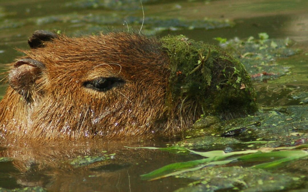 CAPYBARA, 5 choses que vous devez savoir sur eux !