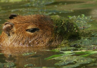 CAPYBARA, 5 choses que vous devez savoir sur eux !
