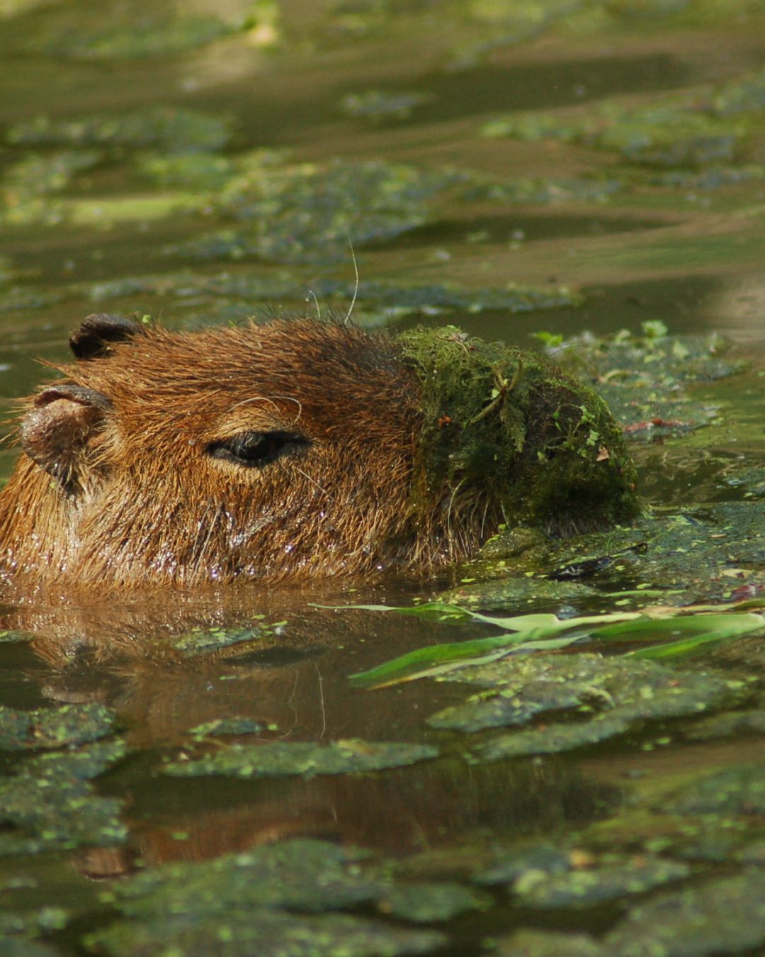 CAPYBARA, le plus grand rongeur au monde ZOO DE CERZA ©T.ROUSSAY