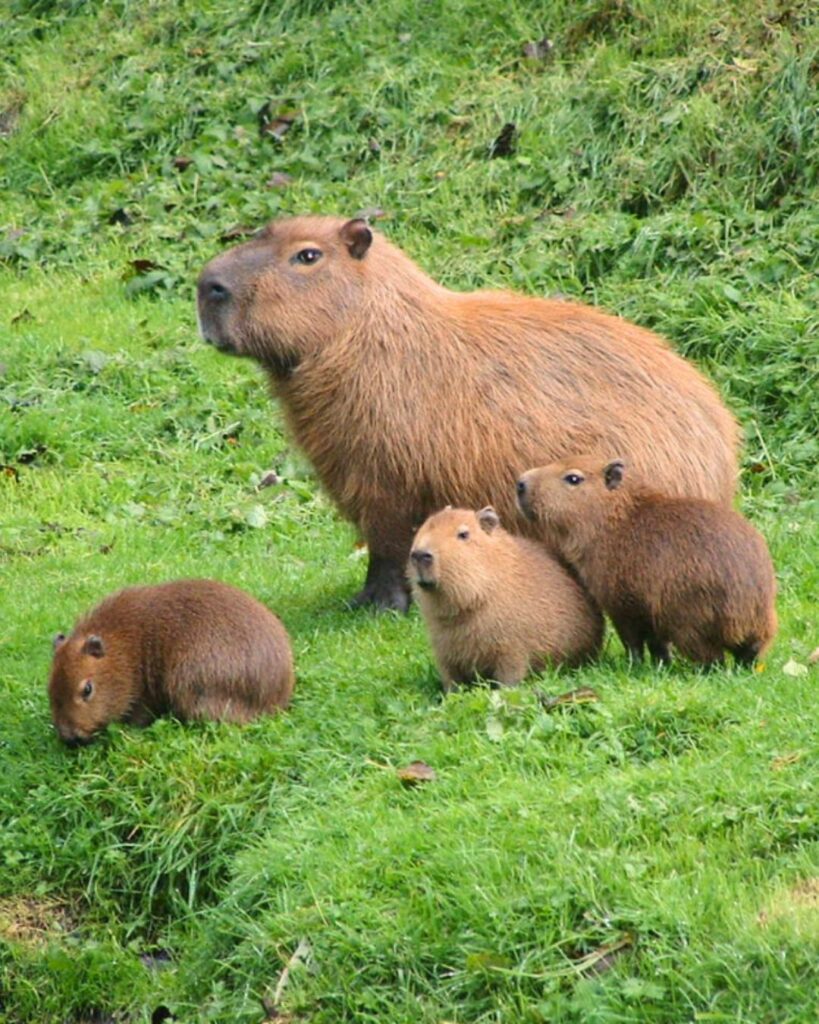 FAMILLE CAPYBARA ZOO DE CERZA ©CERZA