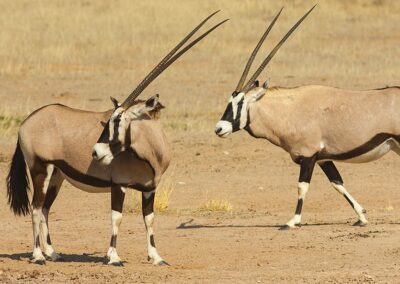 Gemsbok