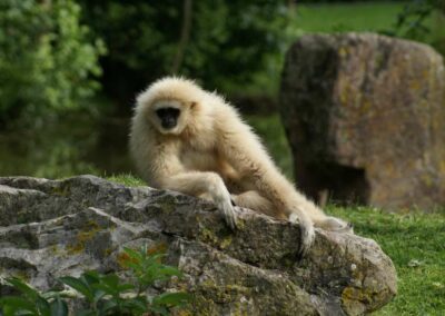 Gibbon à mains blanches