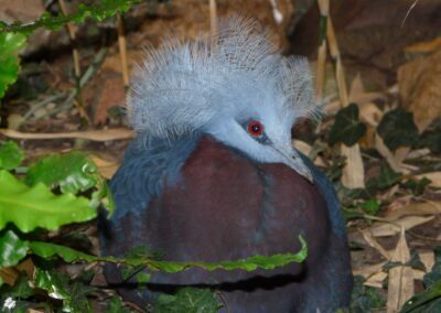 Pigeon couronnée