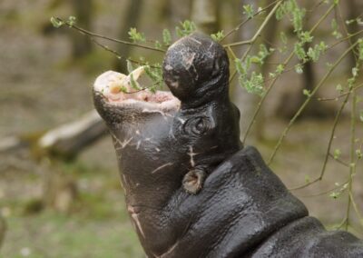 Hippopotame nain