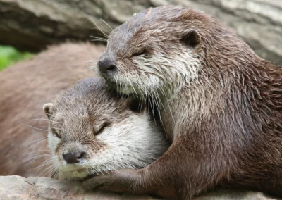 Loutre
