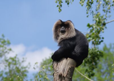 Macaque ouanderou
