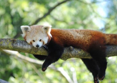Panda roux
