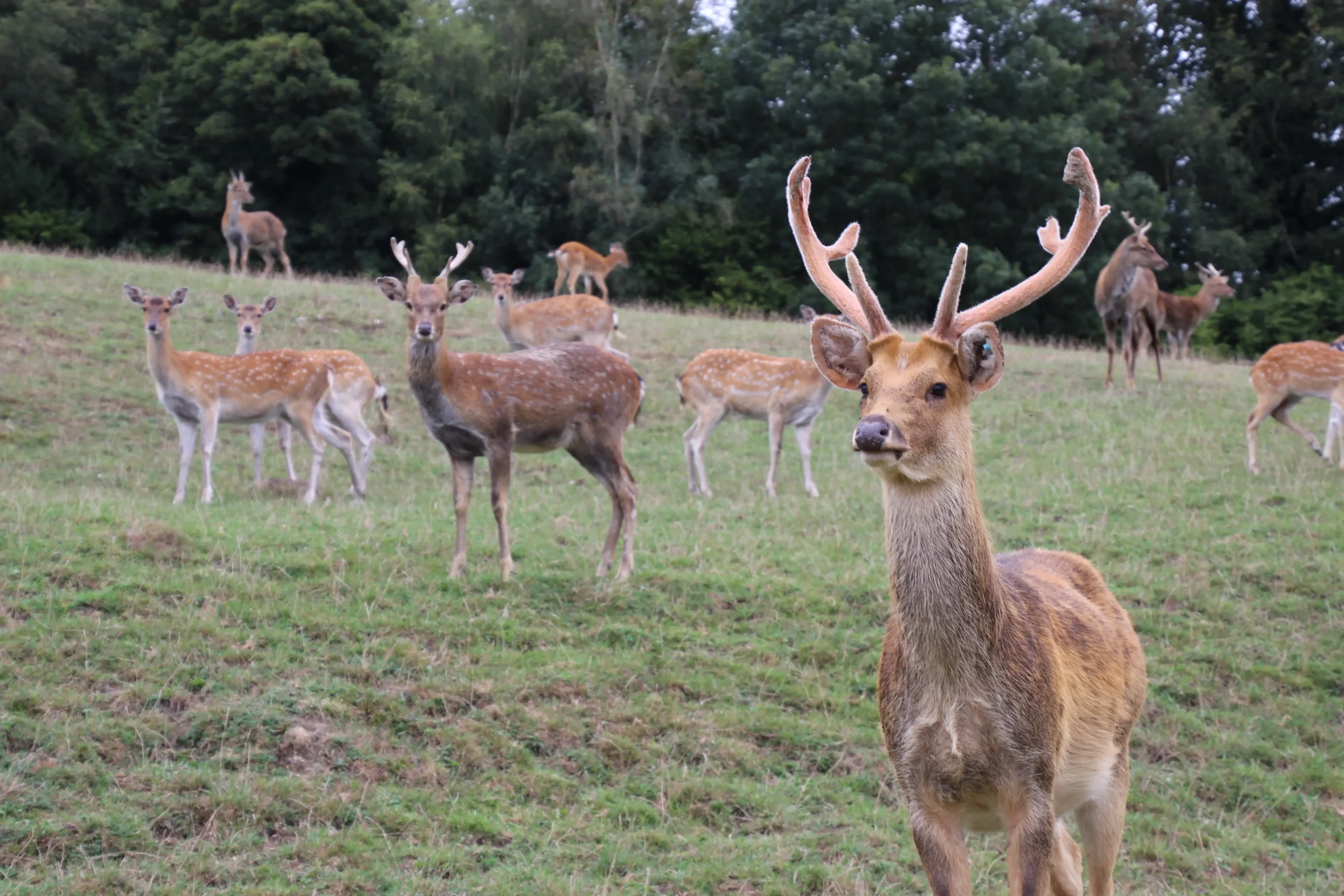 Barasingha