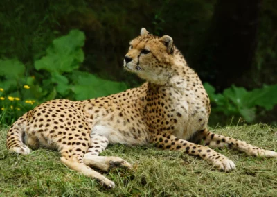 Guépard du Soudan