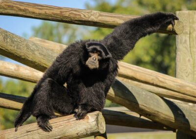 Siamang