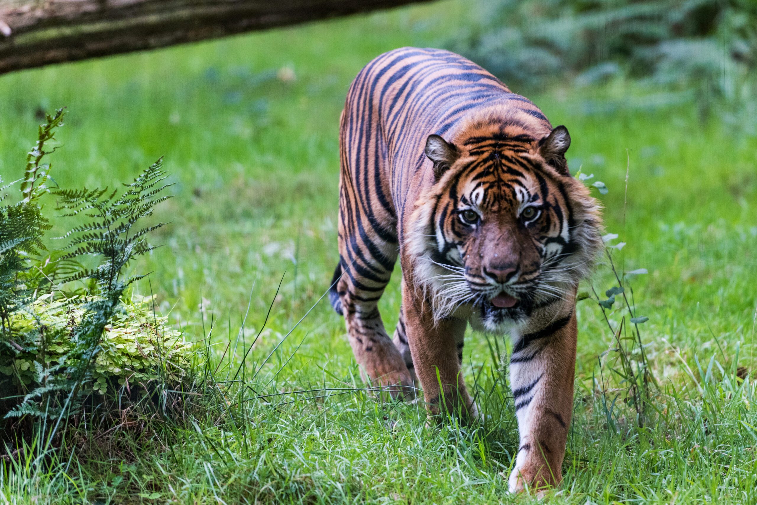 Tigre de sumatra