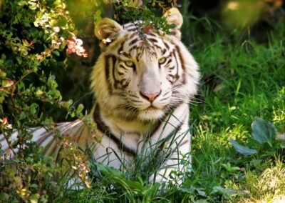Tigre blanc