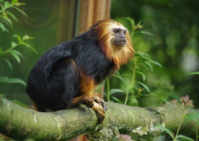 Tamarin lion à la tête dorée