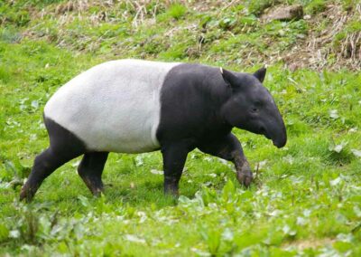 Tapir malais