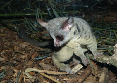 Galago du Sénégal