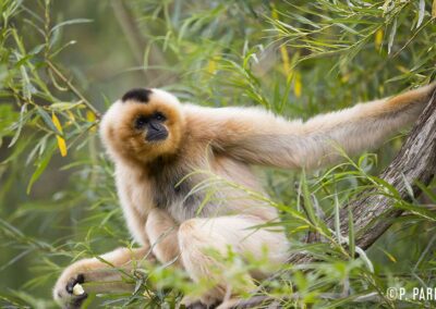 Gibbon a favoris roux