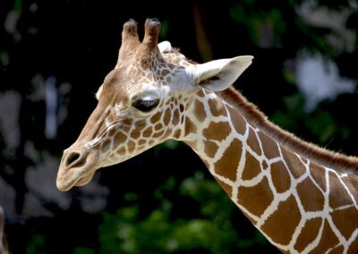 Girafe