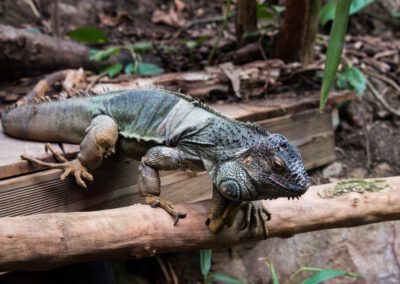 Iguane vert