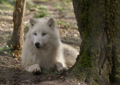 Loup arctique